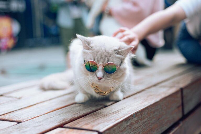A fashionable white cat wearing sunglasses and a necklace, lounging outdoors on a wooden surface.
