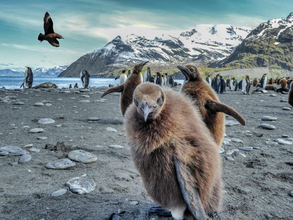 Adorable king penguin chicks in their natural Antarctic habitat with snow-covered mountains and ocean.