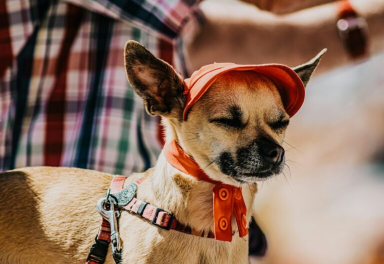 How to Buy Dogwifhat (WIF): Apps vs On-Chain Swaps